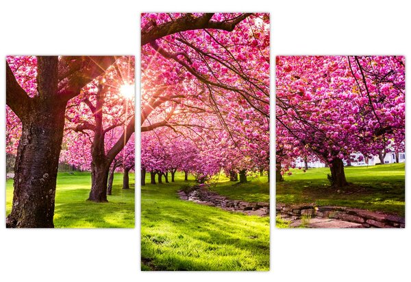 Tablou - Cireși înfloriți, Hurd Park, Dover, New Jersey (90x60 cm)