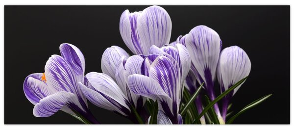 Tablou - Crocus violet (120x50 cm)