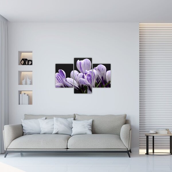 Tablou - Crocus violet (90x60 cm)