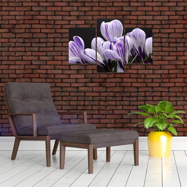 Tablou - Crocus violet (90x60 cm)