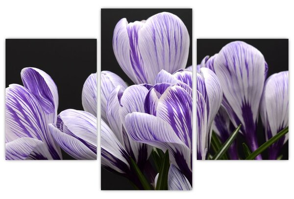 Tablou - Crocus violet (90x60 cm)