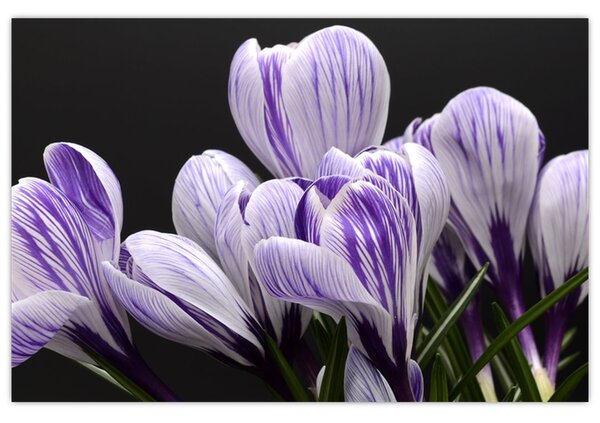 Tablou - Crocus violet (90x60 cm)