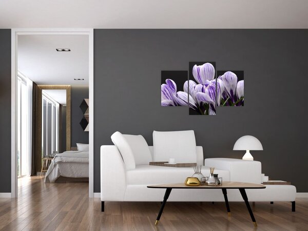 Tablou - Crocus violet (90x60 cm)