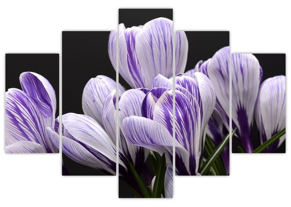 Tablou - Crocus violet (150x105 cm)