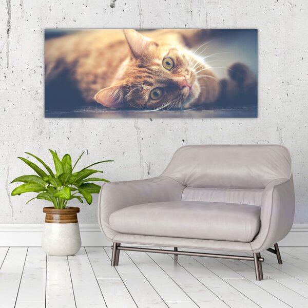 Tablou - Pisici pe podea (120x50 cm)