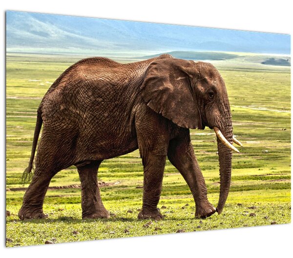 Tablou - Elefantul (90x60 cm)
