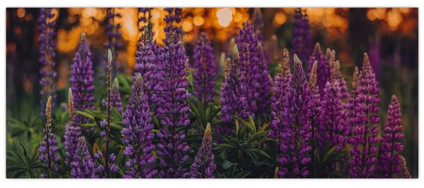 Tablou - Flori de lupin (120x50 cm)