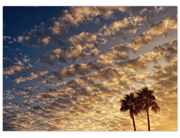 Tablou - Palmieri între nori (70x50 cm)