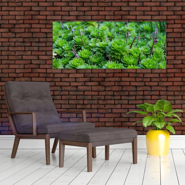 Tablou - Aloe (120x50 cm)