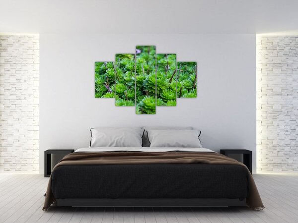 Tablou - Aloe (150x105 cm)