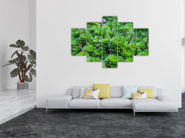 Tablou - Aloe (150x105 cm)