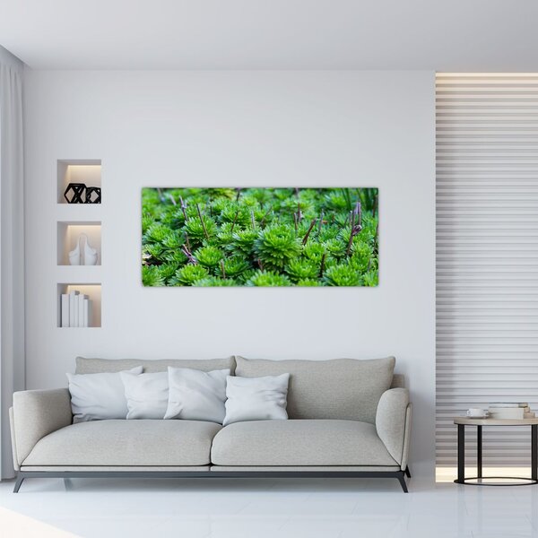 Tablou - Aloe (120x50 cm)