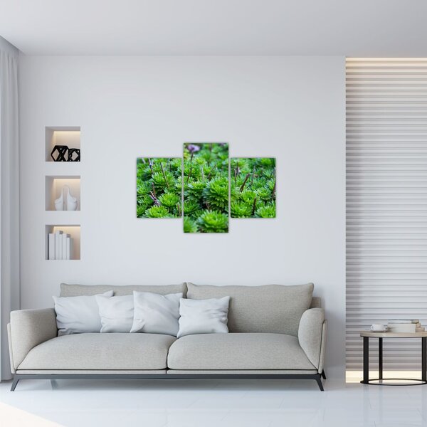 Tablou - Aloe (90x60 cm)