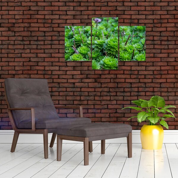 Tablou - Aloe (90x60 cm)