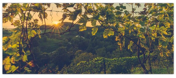 Tablou - Podgorii (120x50 cm)