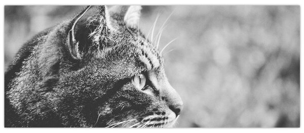 Tablou - Pisica (120x50 cm)