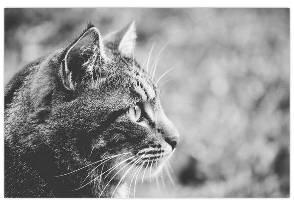 Tablou - Pisica (90x60 cm)