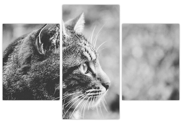 Tablou - Pisica (90x60 cm)