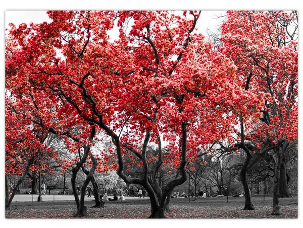 Tablou - Copacii roșii, Central Park, New York (70x50 cm)