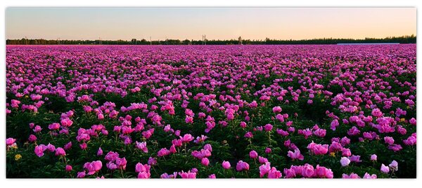 Tablou - Pajiștea cu lalele violet (120x50 cm)