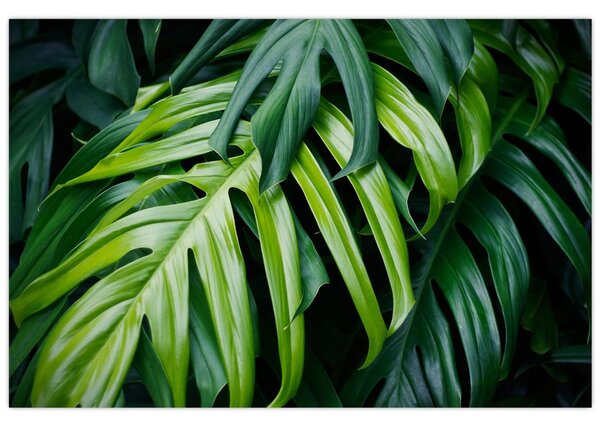 Tablou - Frunze tropicale (90x60 cm)