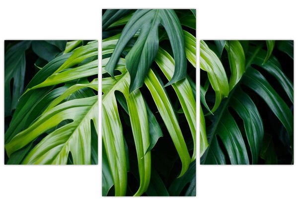 Tablou - Frunze tropicale (90x60 cm)