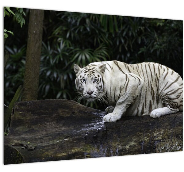 Tablou pe sticlă - Tigru alb (70x50 cm)