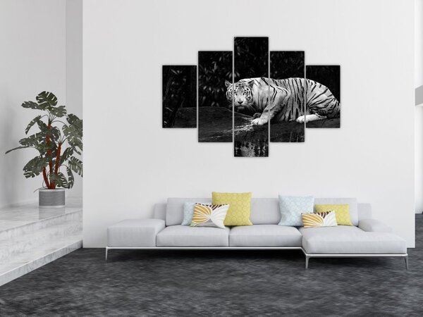 Tablou - Tigru alb, alb-negru (150x105 cm)