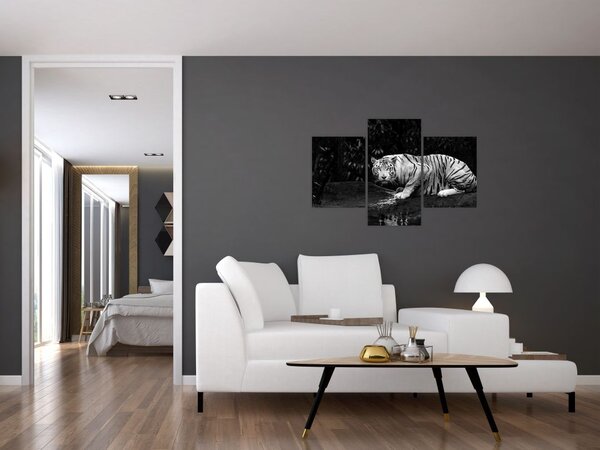Tablou - Tigru alb, alb-negru (90x60 cm)