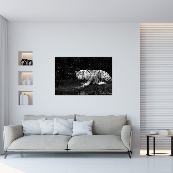 Tablou - Tigru alb, alb-negru (90x60 cm)