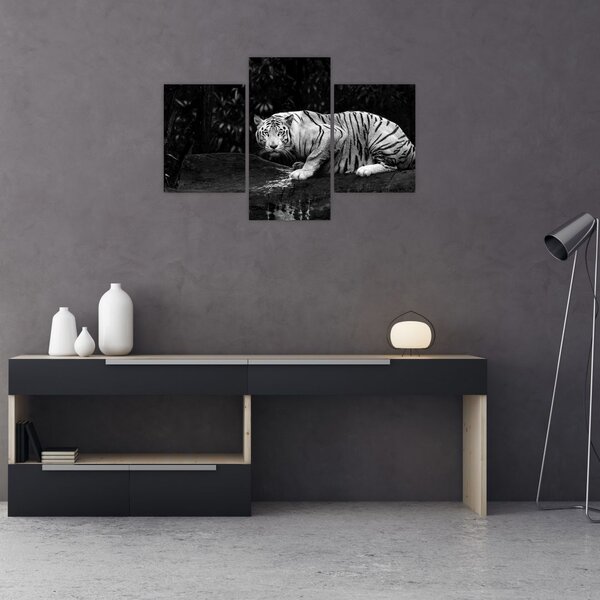 Tablou - Tigru alb, alb-negru (90x60 cm)
