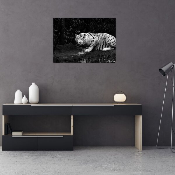 Tablou - Tigru alb, alb-negru (70x50 cm)