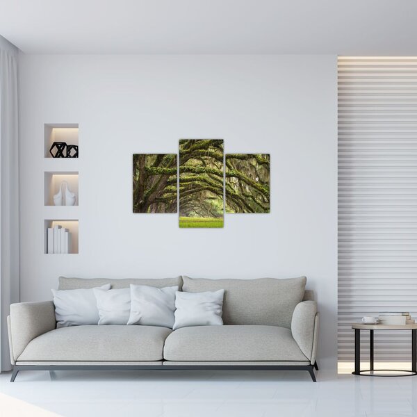Tablou - Oaks Avenue, Charleston, Carolina de Sud, SUA (90x60 cm)