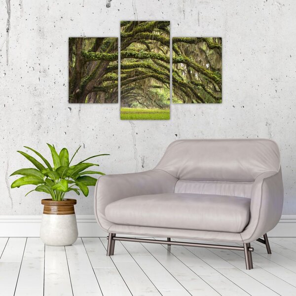 Tablou - Oaks Avenue, Charleston, Carolina de Sud, SUA (90x60 cm)
