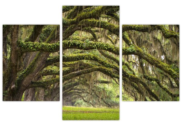 Tablou - Oaks Avenue, Charleston, Carolina de Sud, SUA (90x60 cm)