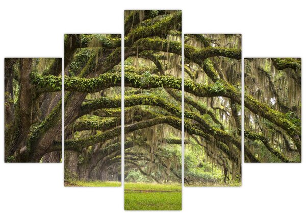 Tablou - Oaks Avenue, Charleston, Carolina de Sud, SUA (150x105 cm)