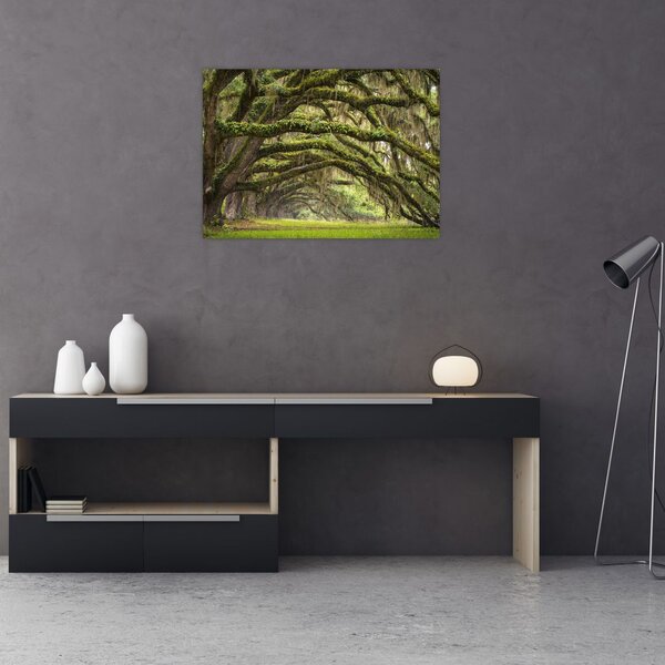 Tablou - Oaks Avenue, Charleston, Carolina de Sud, SUA (70x50 cm)
