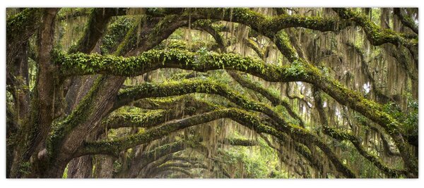 Tablou - Oaks Avenue, Charleston, Carolina de Sud, SUA (120x50 cm)