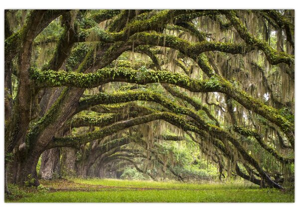 Tablou - Oaks Avenue, Charleston, Carolina de Sud, SUA (90x60 cm)