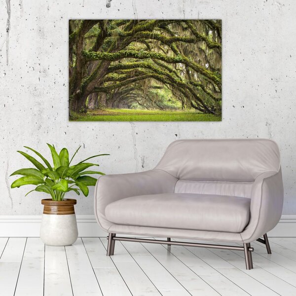 Tablou - Oaks Avenue, Charleston, Carolina de Sud, SUA (90x60 cm)