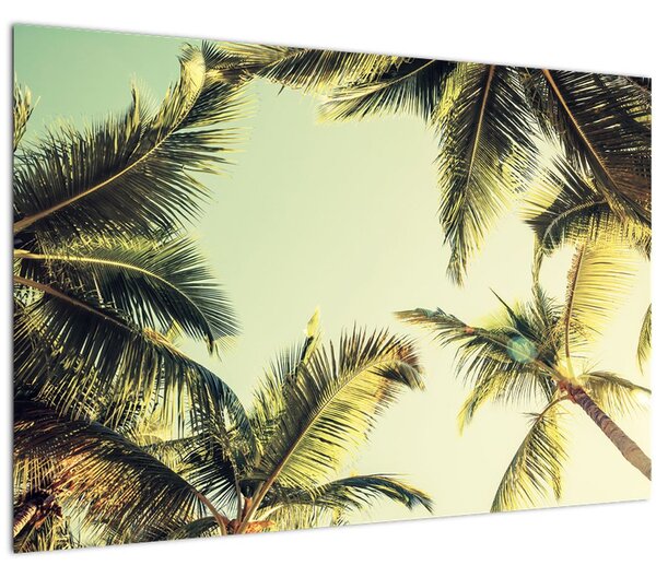 Tablou - Palmieri de cocos (90x60 cm)