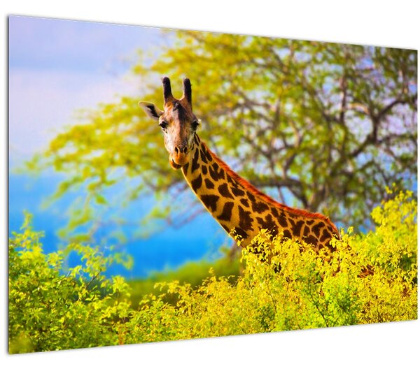 Tablou - Girafa în Africa (90x60 cm)
