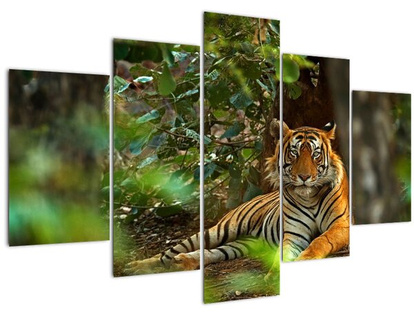 Tablou - Tigru odihnindu -se (150x105 cm)