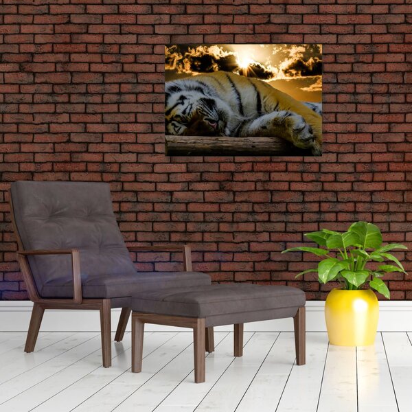 Tablou pe sticlă tigrul dormind (70x50 cm)