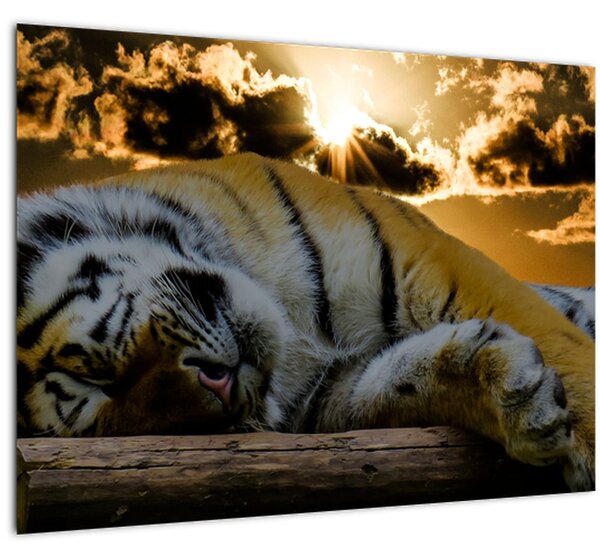 Tablou pe sticlă tigrul dormind (70x50 cm)