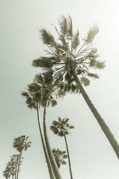 Fotografie de artă Vintage Palm Trees in the sun, Melanie Viola, (26.7 x 40 cm)