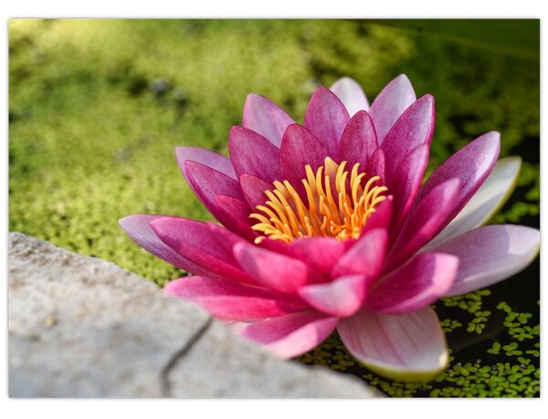 Tablou - Lotus (70x50 cm)