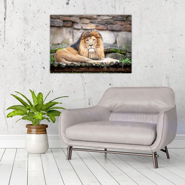 Tablou cu leu (70x50 cm)