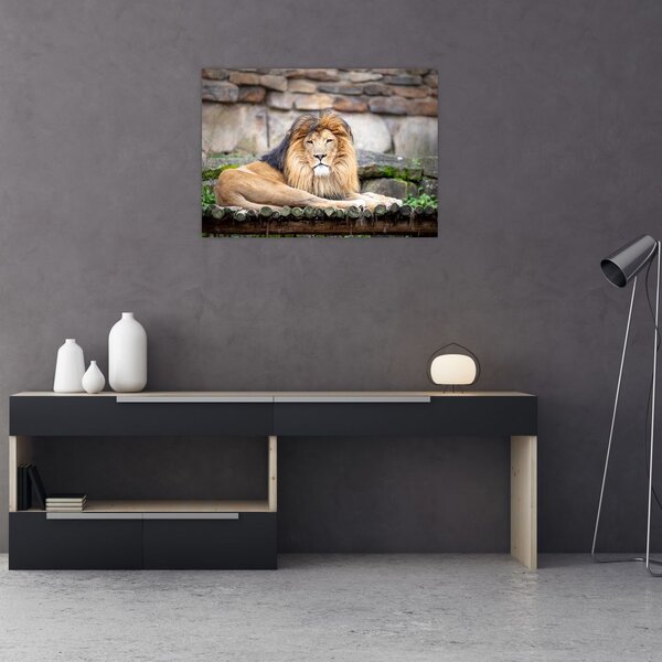 Tablou cu leu (70x50 cm)