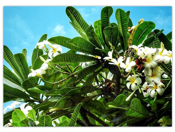 Tablou - Plumeria (70x50 cm)